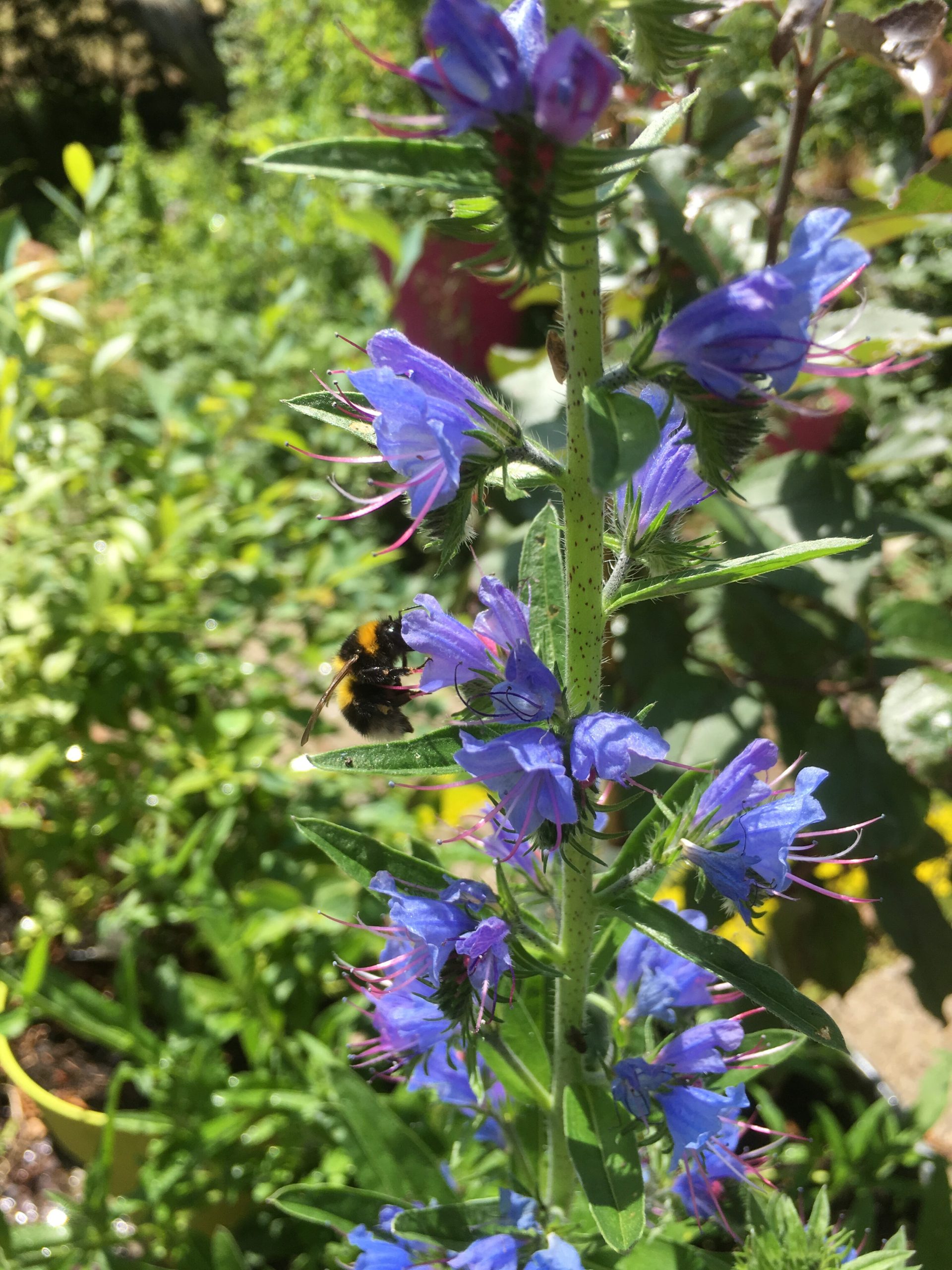 Viper’s Bugloss