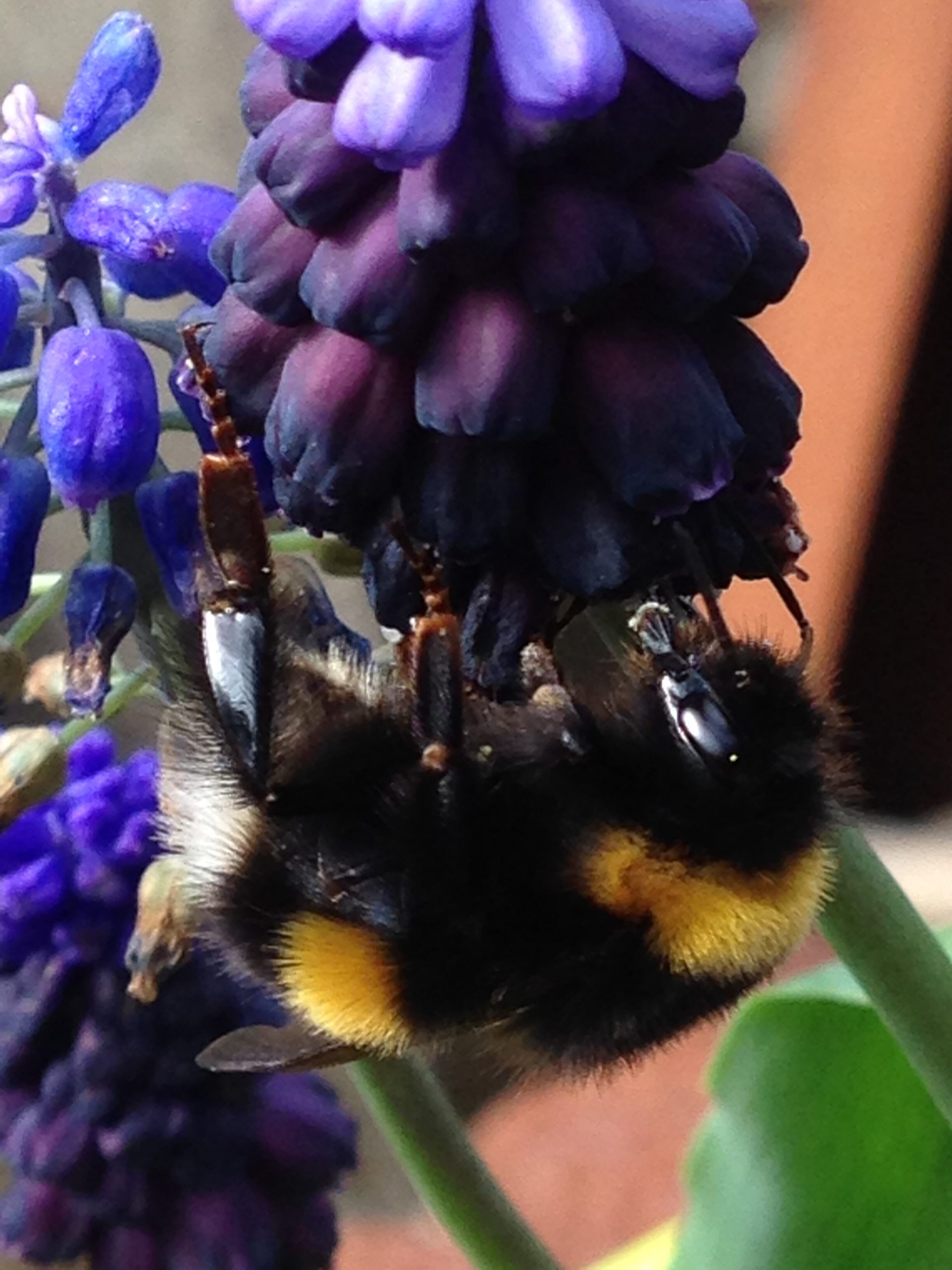 White-tailed Bumblebee