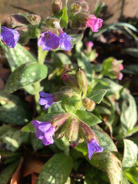 Early Bee Plants