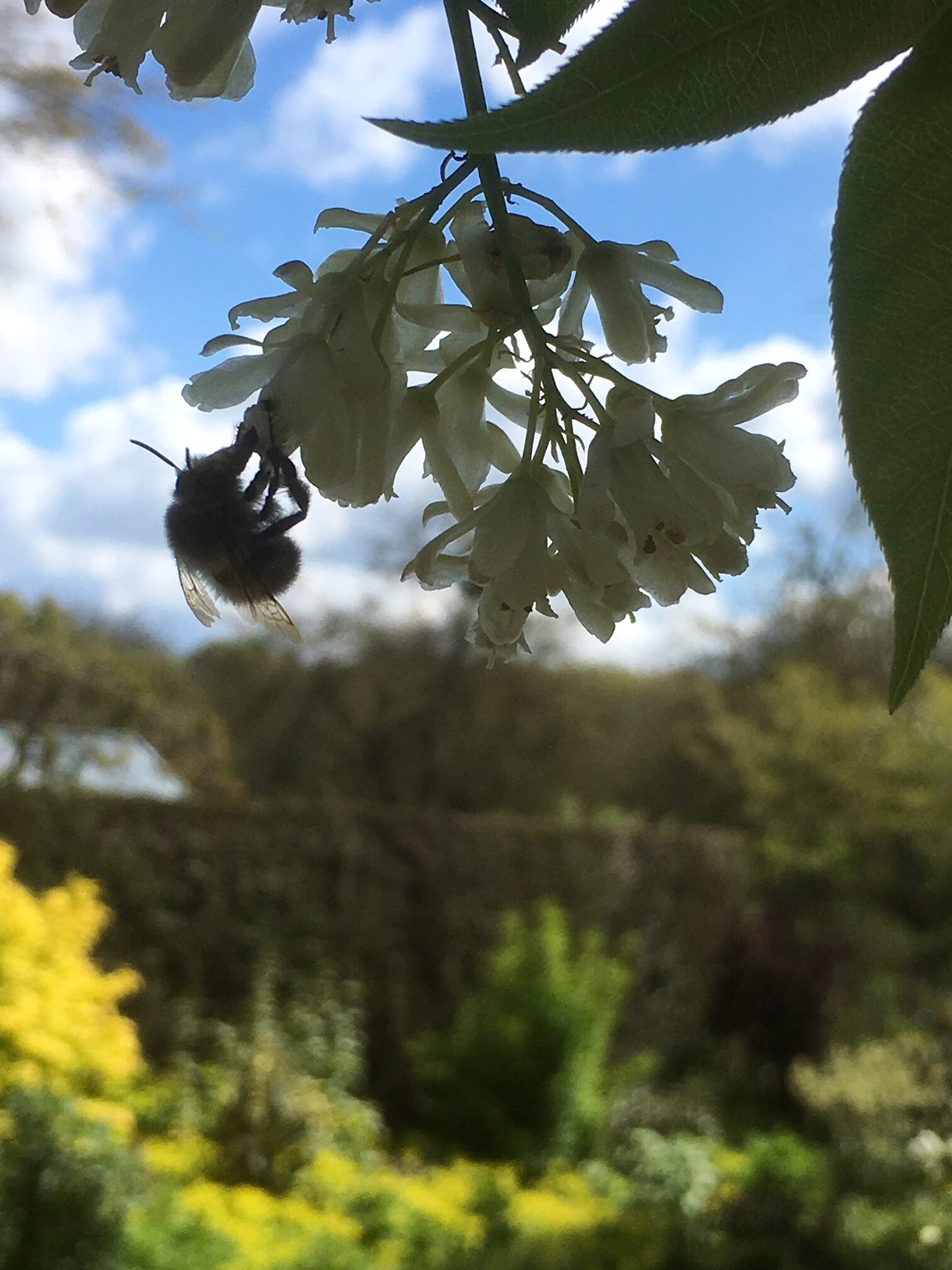 Hairy Footed Flower Bee