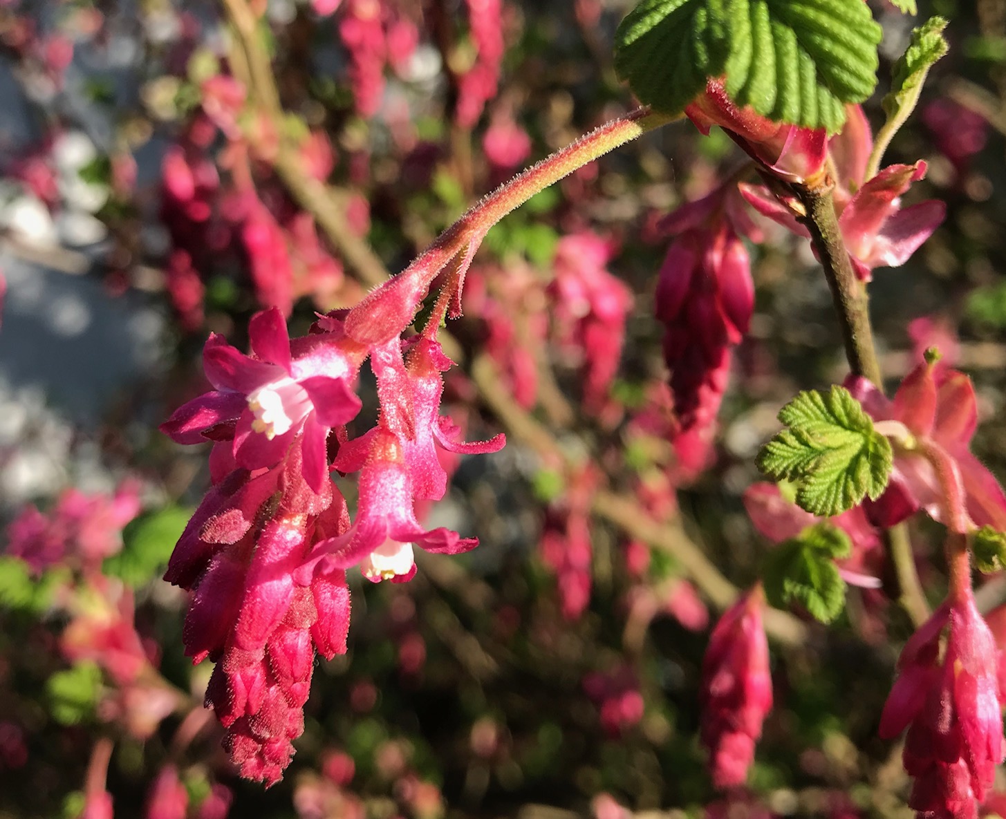 Flowering Currant