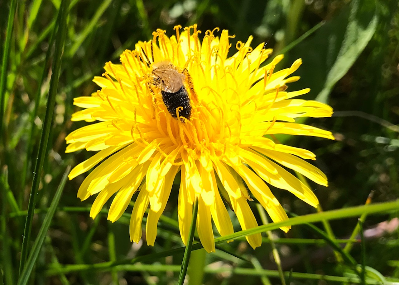 Dandelion