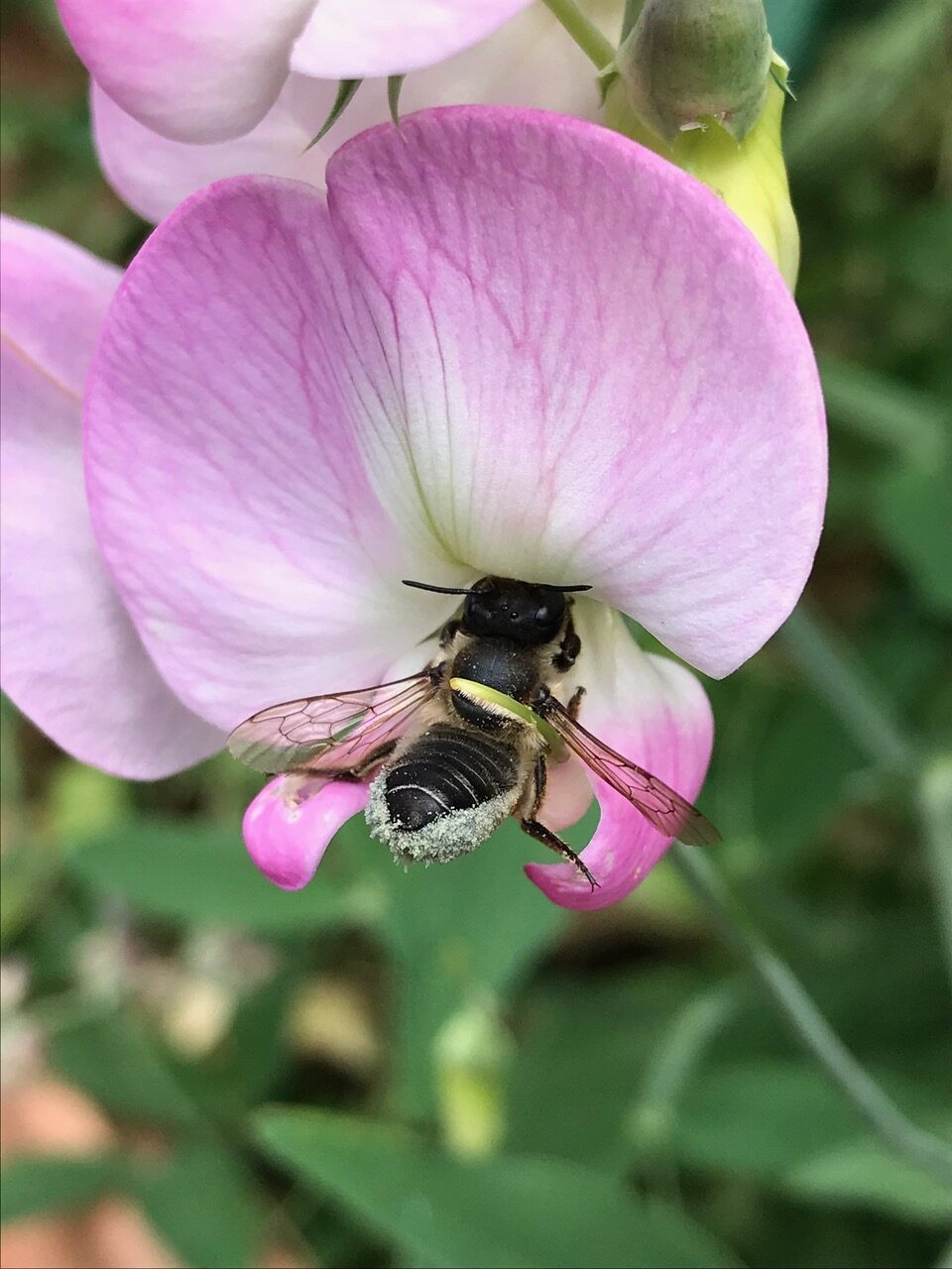 Leaf-Cutter Bees