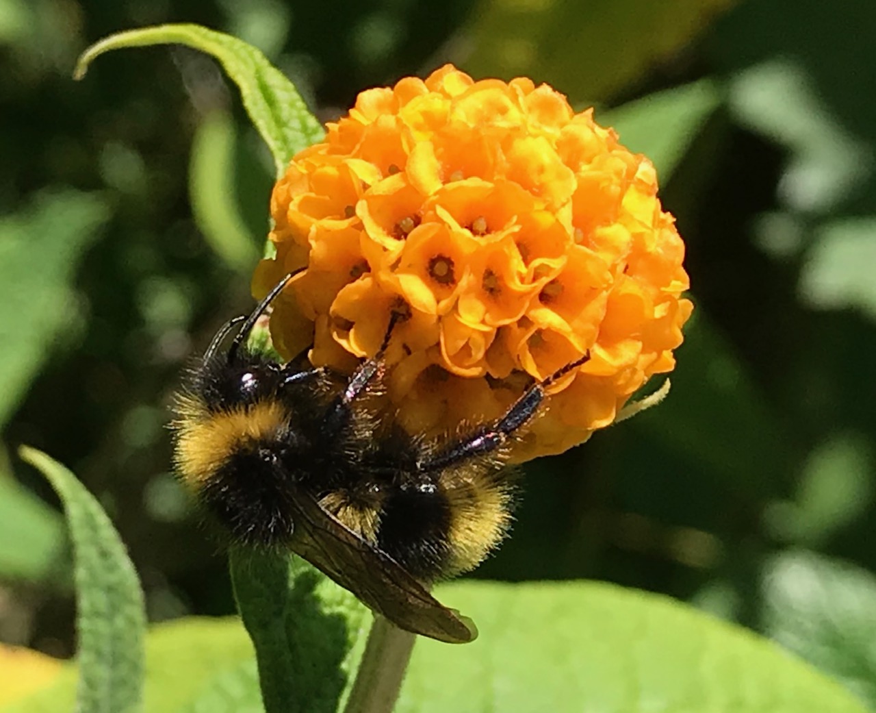 Orange Ball Buddleia