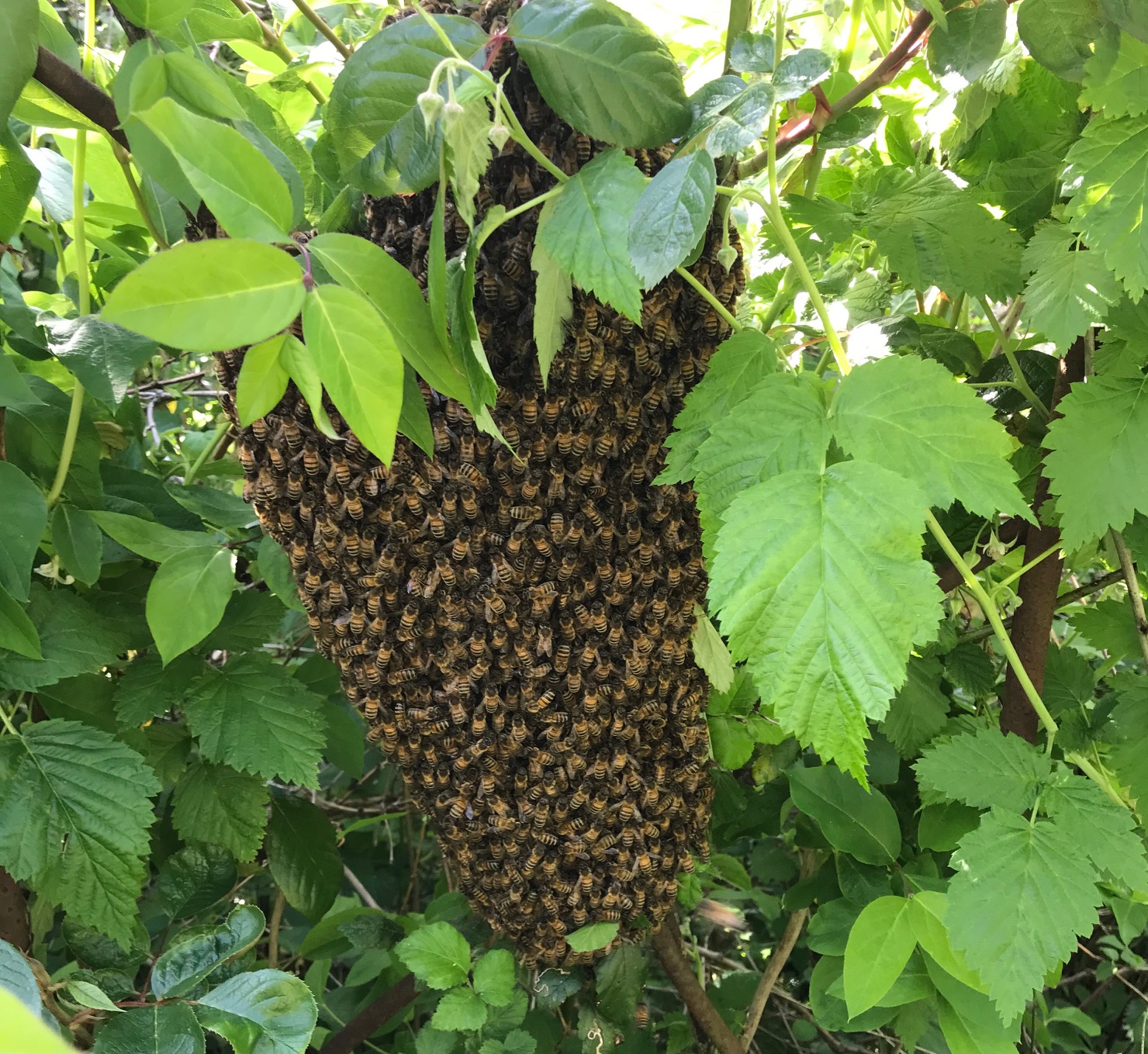 Honeybee Swarms