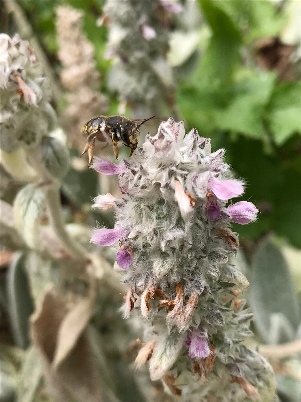 Wool Carder Bee