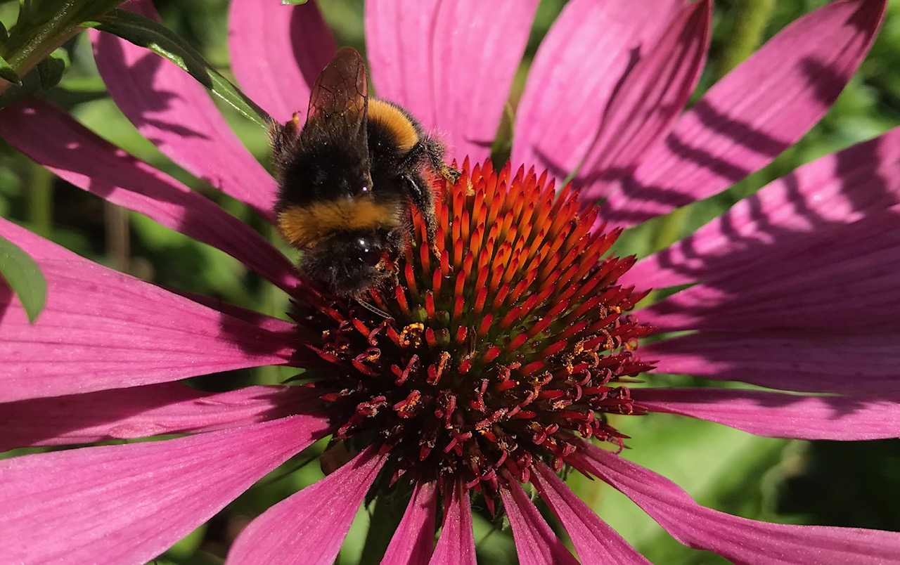 Purple Cone Flower