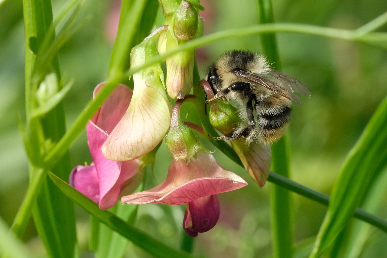 Shrill Carder Bee