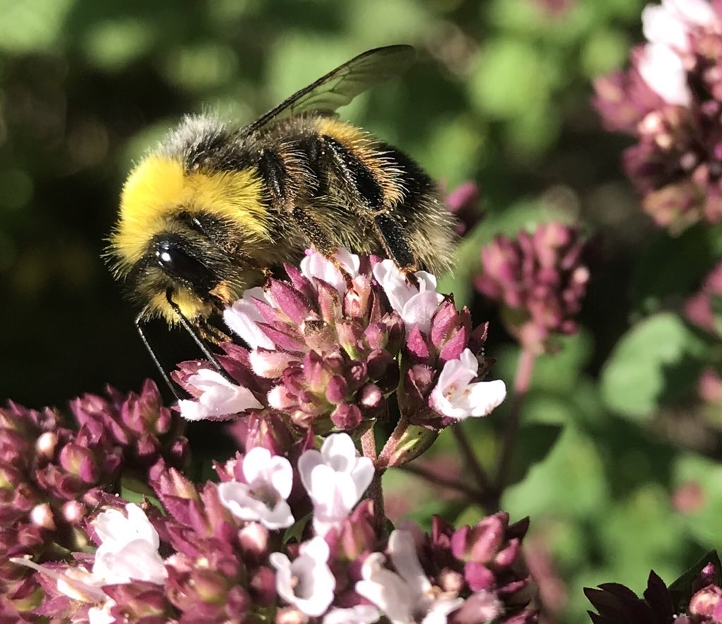 Male Bumblebees