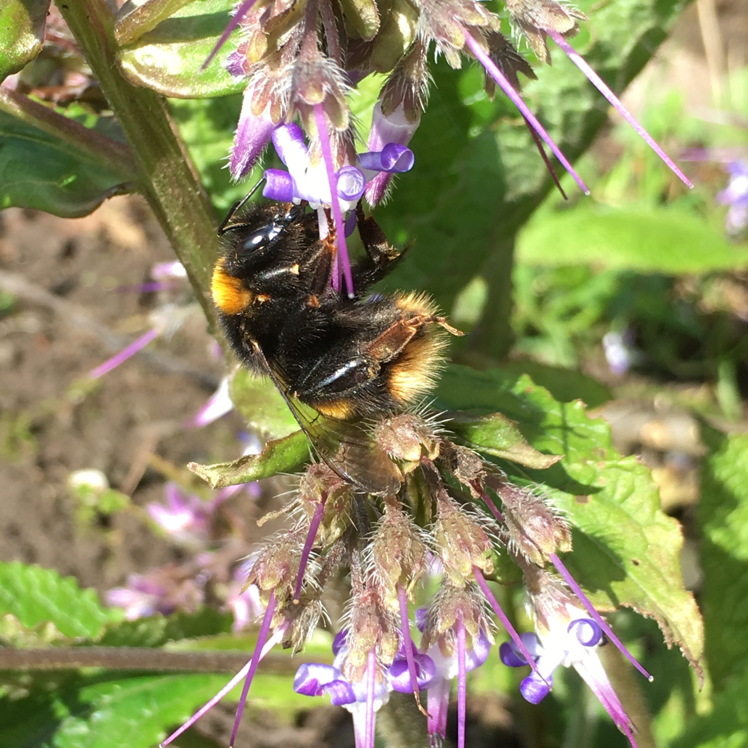 Winter Active Bumblebees