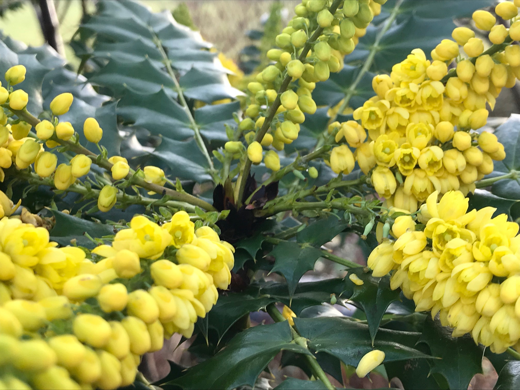 Mahonia