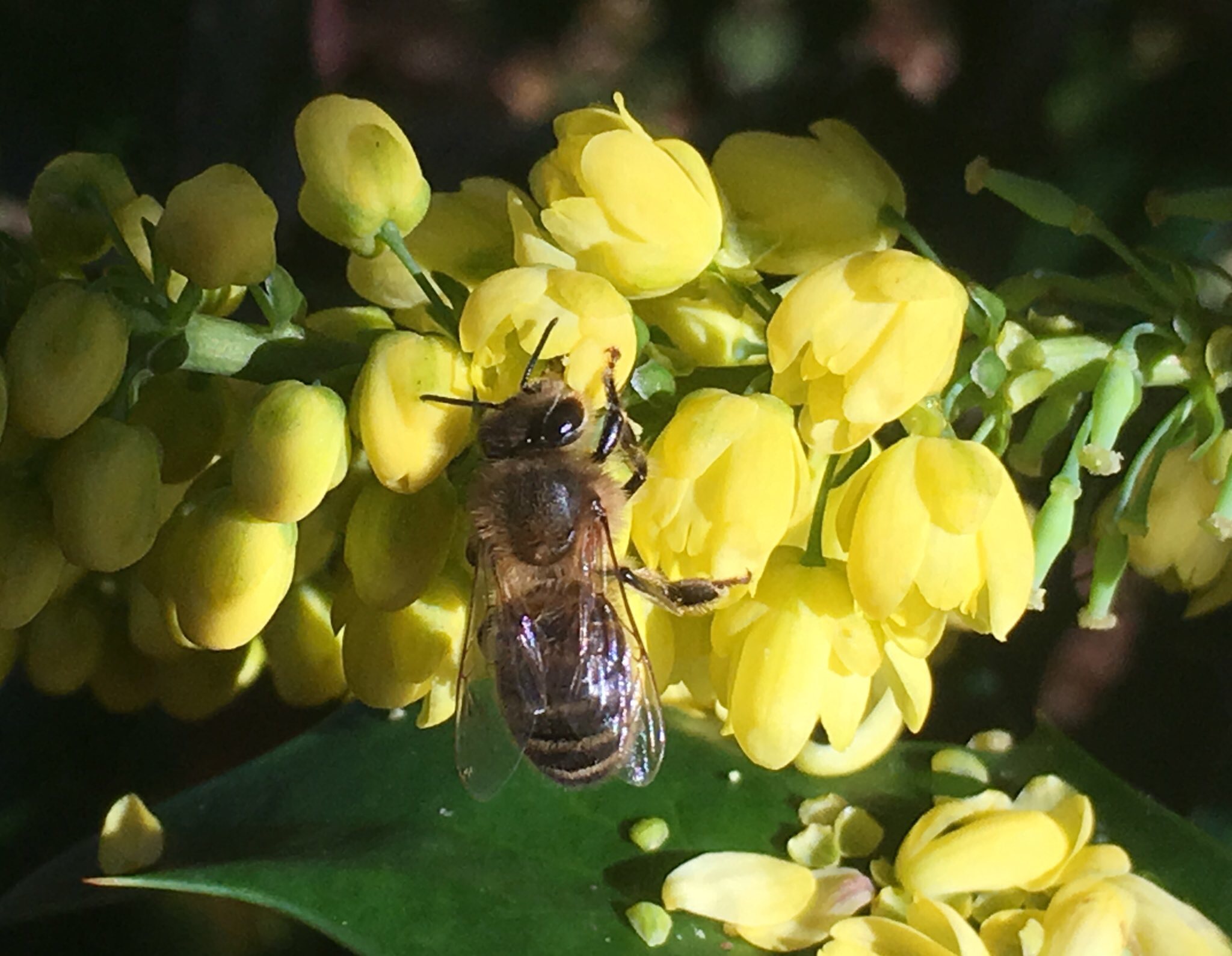 Honeybees