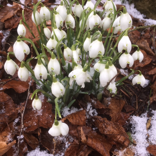 Snowdrops