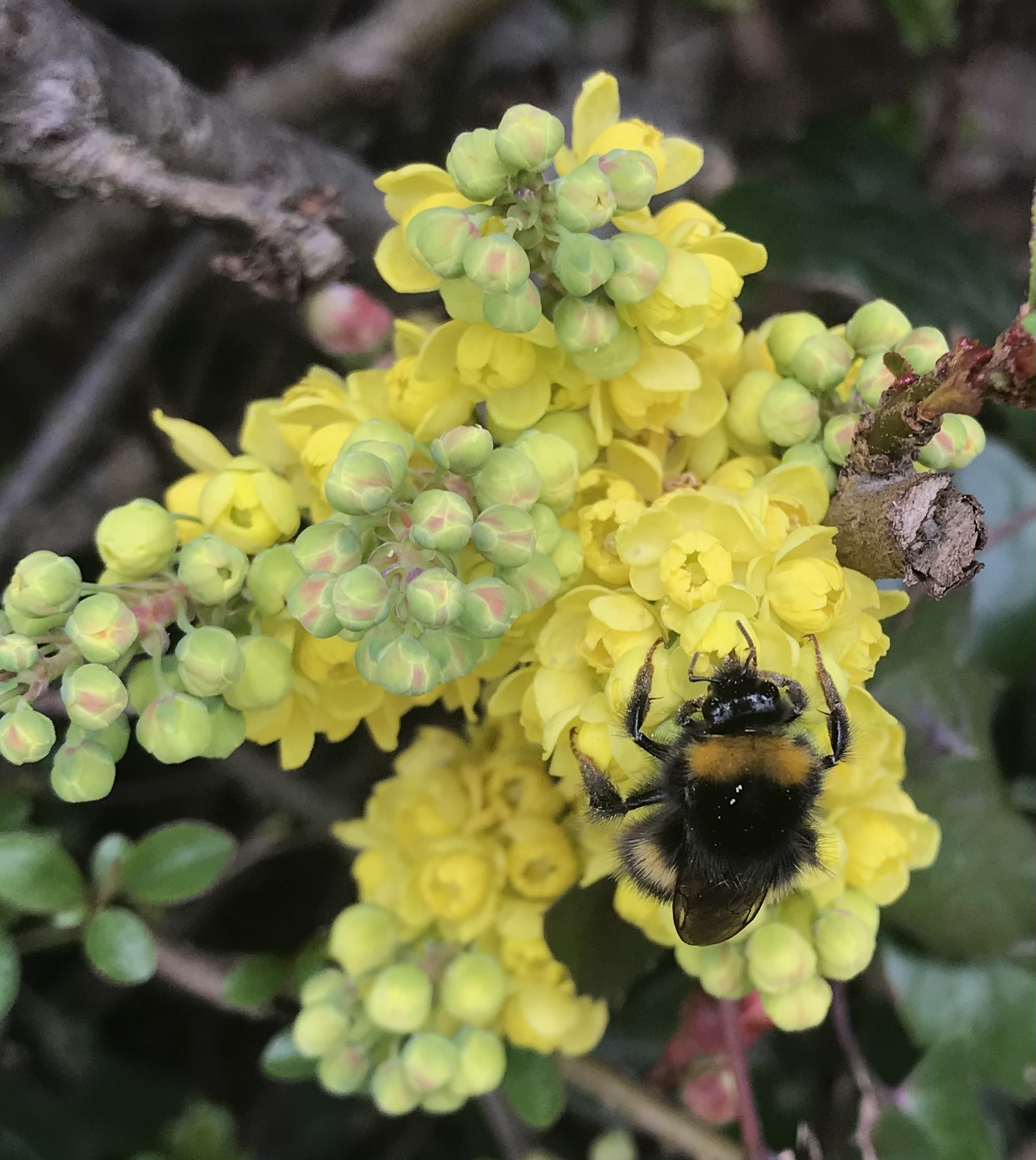 How to rescue a bumblebee