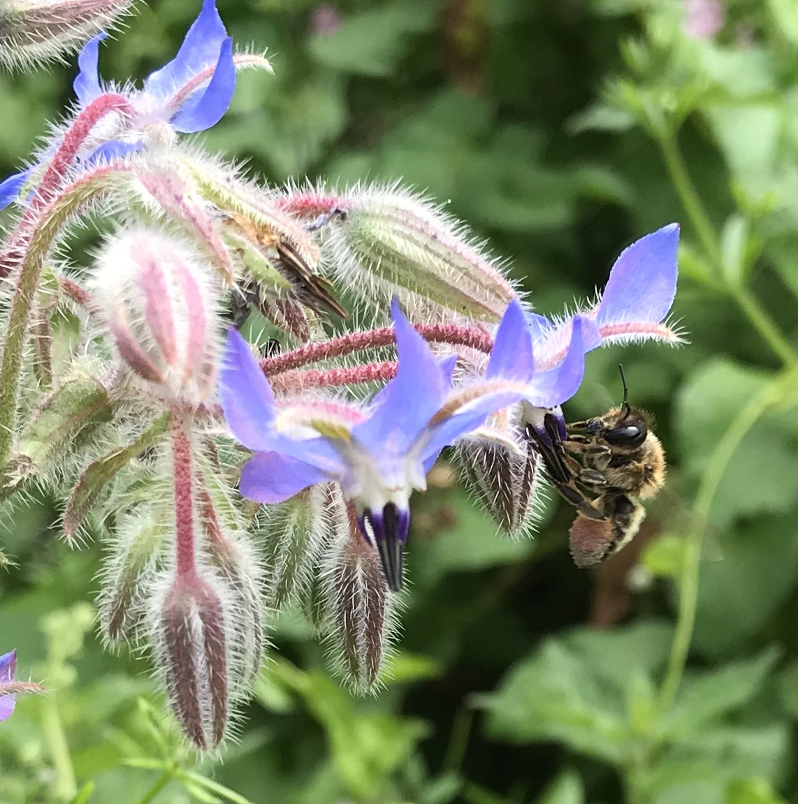 Borage