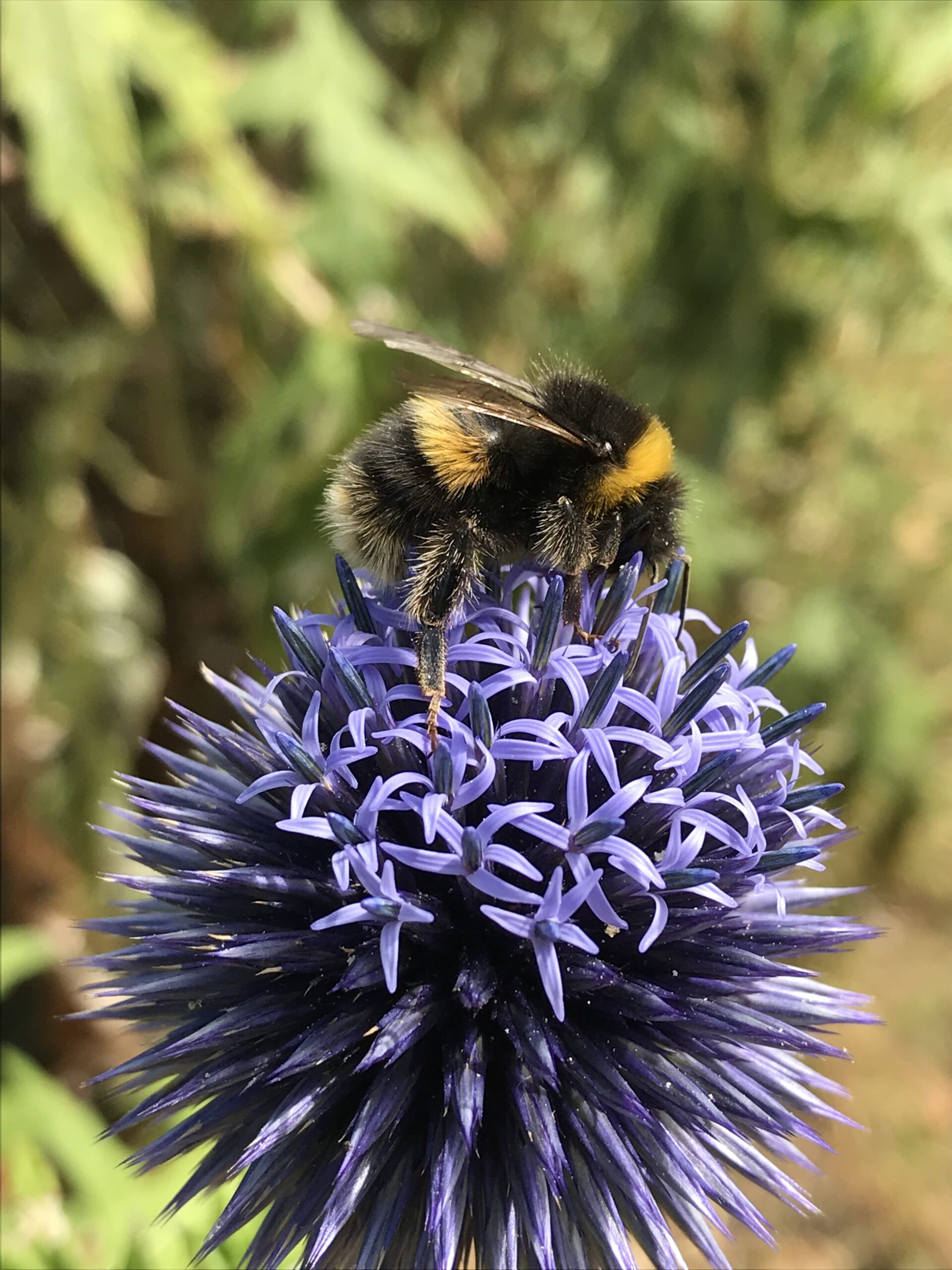 Echinops