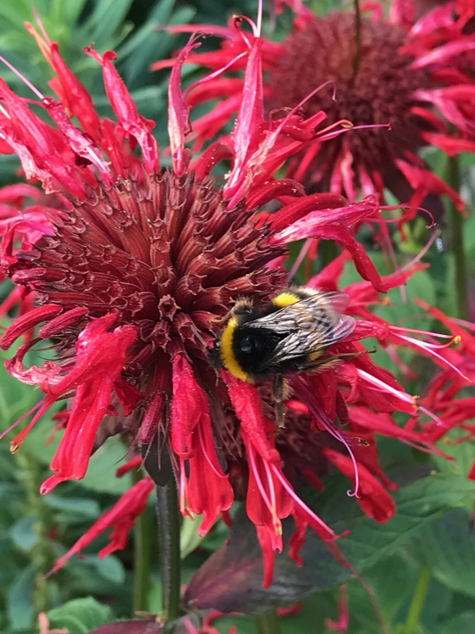 Bee balm