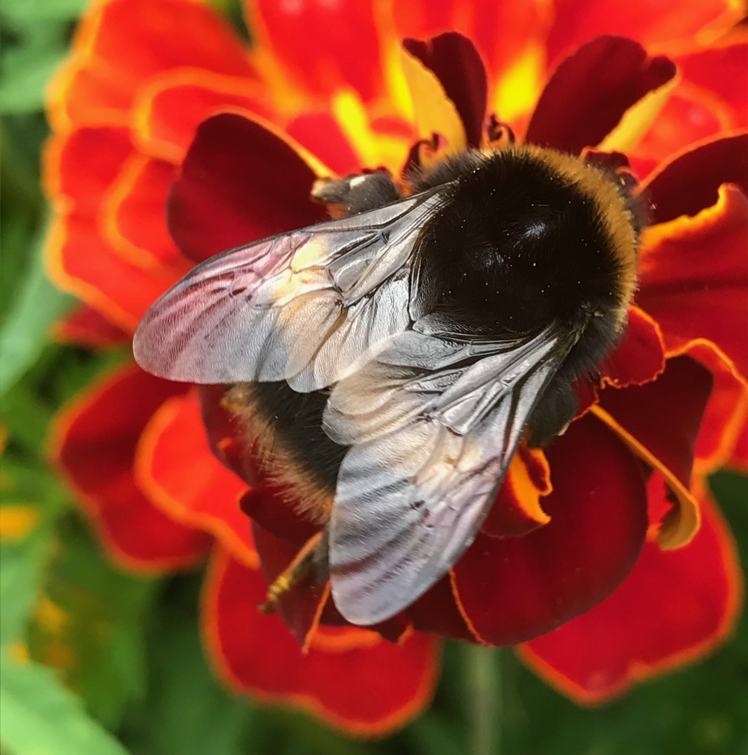 Bee’s wings