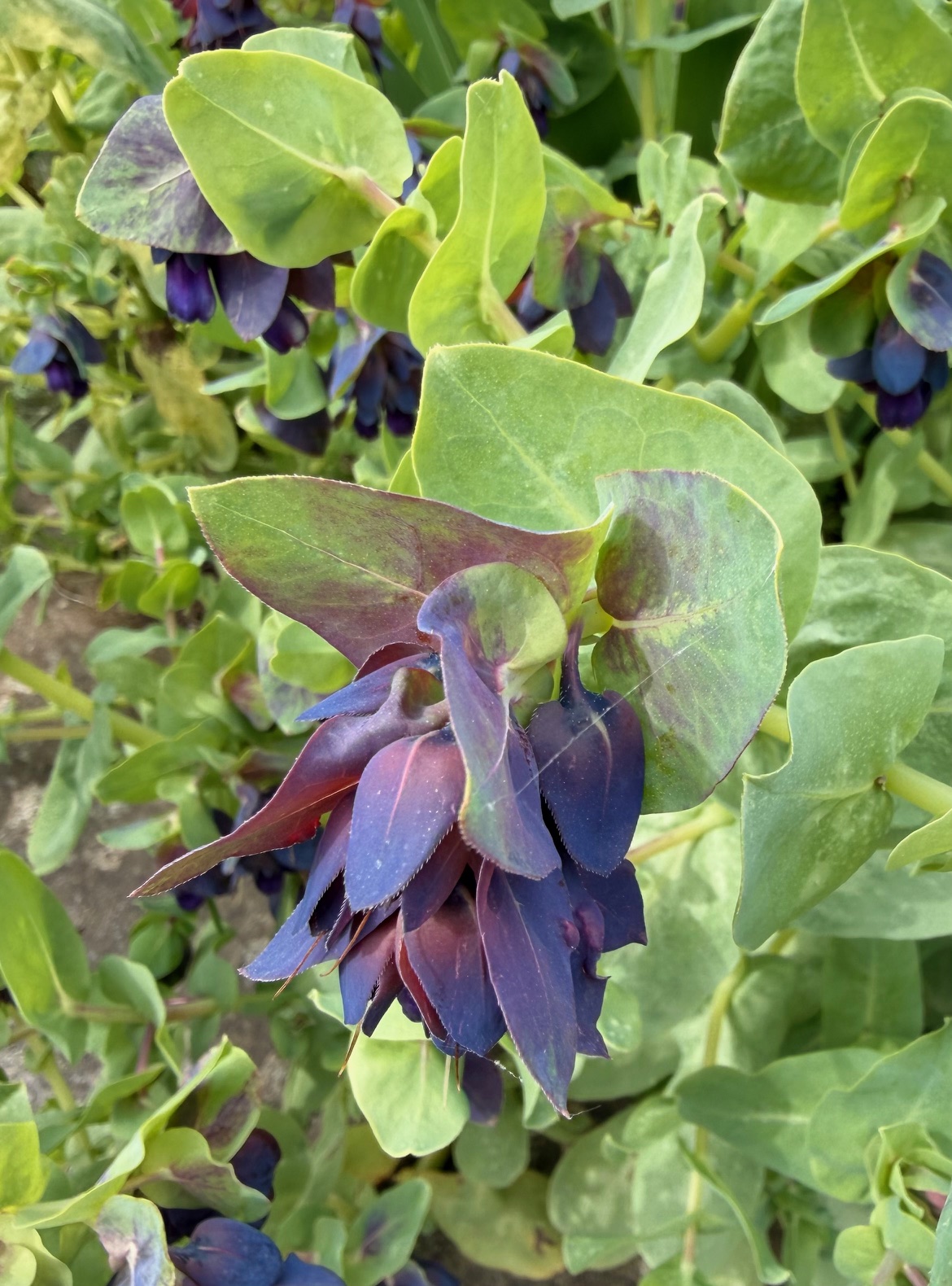 Honeywort